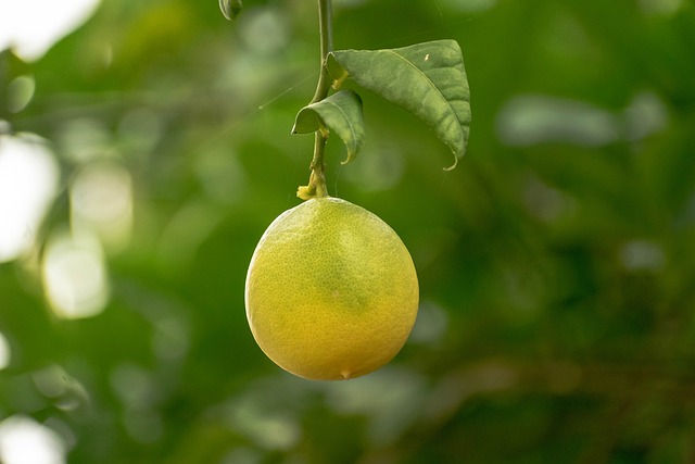 Citrontræet: En guide til dyrkning og pleje