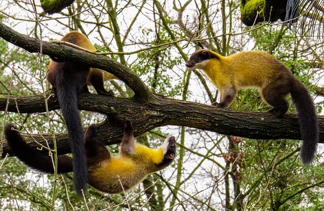 De skjulte farer ved mår på loftet – hvad skal du være opmærksom på?